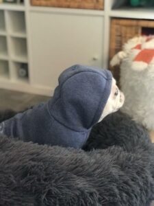 animaux-chien-sweat-capuche-gris-2-evasion-couture