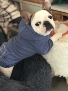 animaux-chien-sweat-capuche-gris-4-evasion-couture